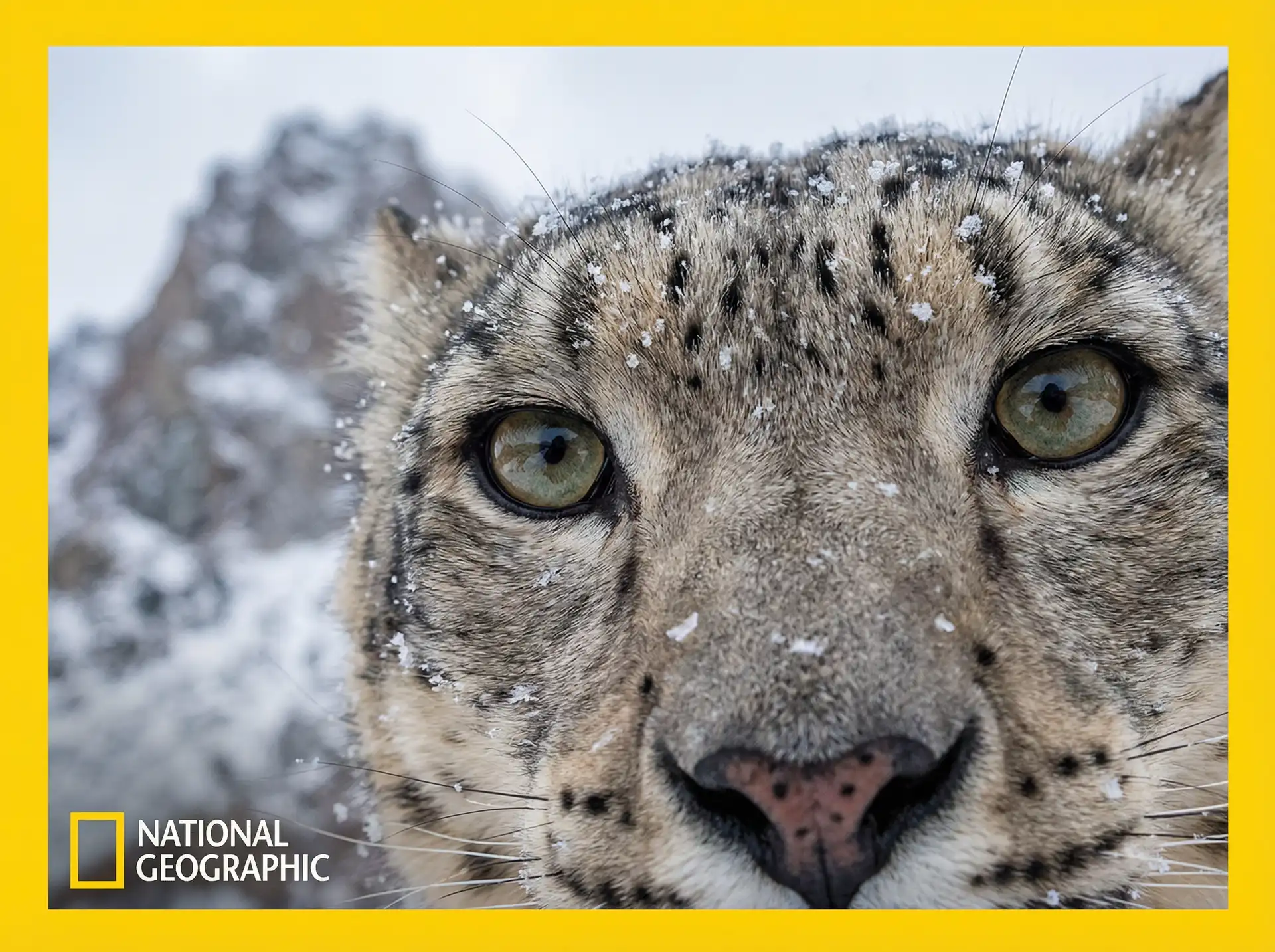 雪山幽灵 - 猎奇纪录片 瘦猴探花